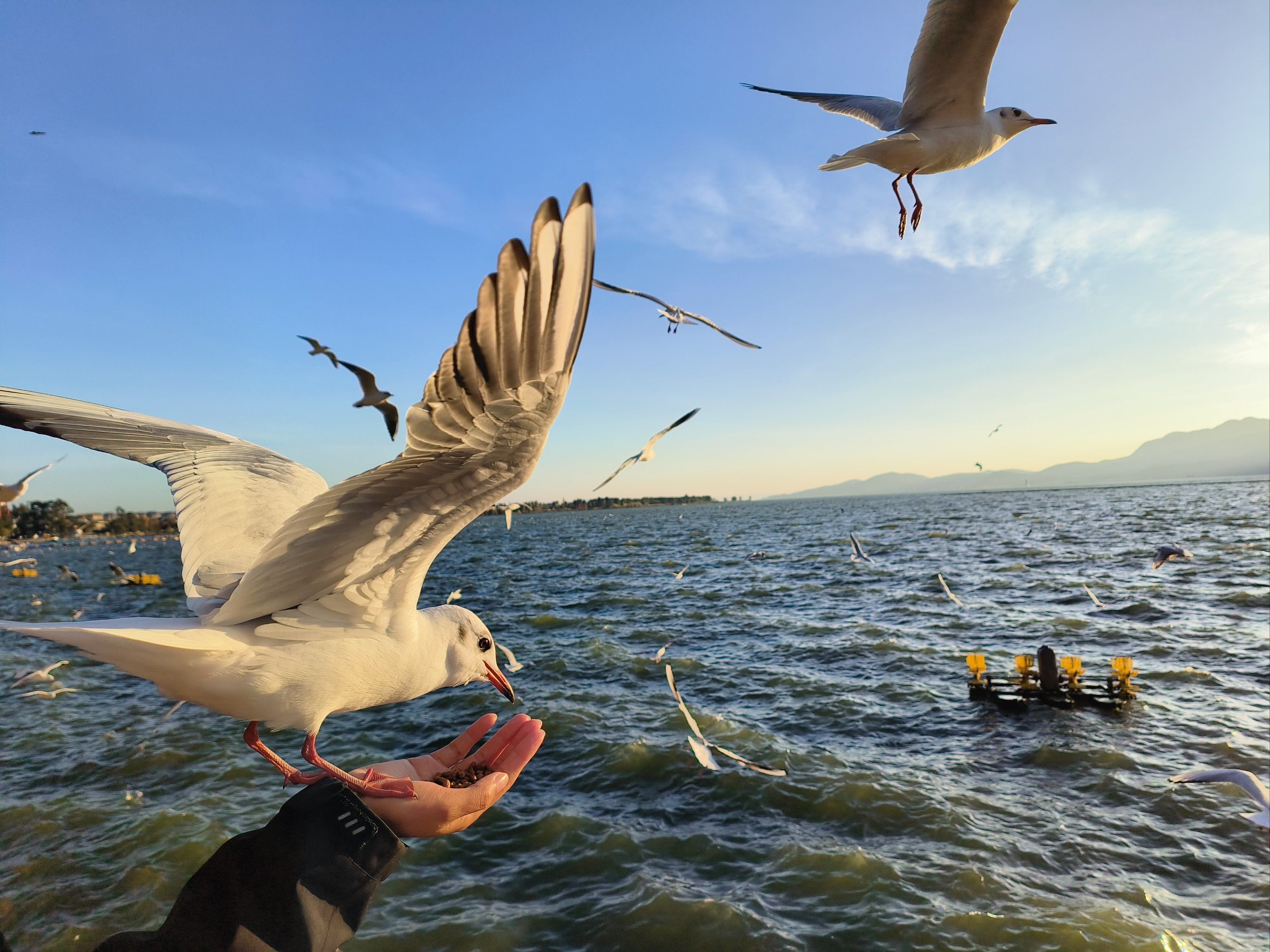 海边黄昏的自由飞鸟