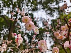 -成都杜甫草堂博物馆