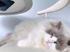 -喵的天空名猫咖啡馆·撸猫·猫舍·用品