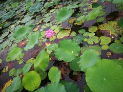 -桐乡植物园