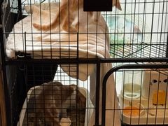 -河南红烧牛肉面(剑河路店)