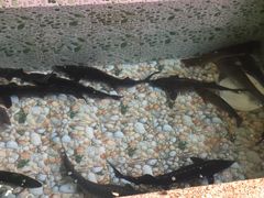 -荣德灶台鱼(圣泉寺店)