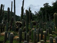 -深圳仙湖植物园