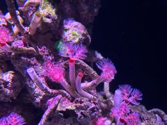 -新加坡海洋生态馆