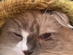 -伟伟宠物医院·瑞派猫友好医院·猫科(光谷店)