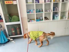 -佳怡动物医院·平价24小时·猫专科骨外科