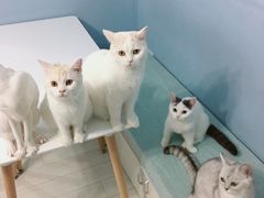-喵的天空名猫咖啡馆·撸猫·猫舍·用品