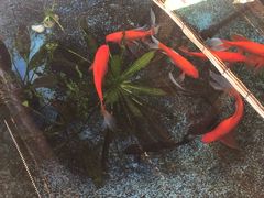 -北京古城老院厉晓麟精致菜