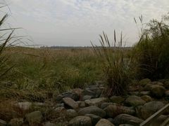 -吴淞炮台湾湿地森林公园烧烤区