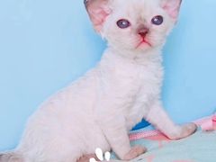 -十年猫舍·猫咪专门店(普陀店)