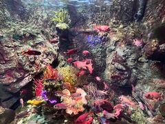 -太平洋海底世界