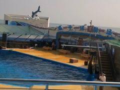 -海合安青岛极地海洋公园