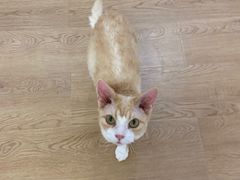 -1013 PET SHOP精品宠物商店(丁香店)