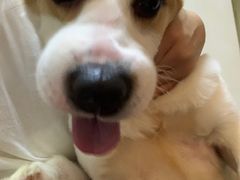 -顺强宠物诊所·狂犬免疫·夜诊·骨科(嘉定店)