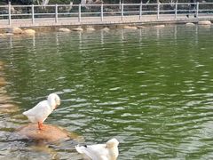 -莲湖公园