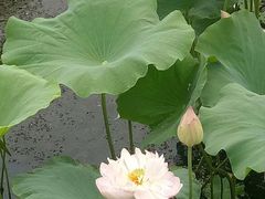 -荷塘月色湿地公园·向阳花洲