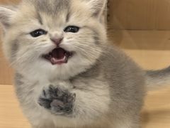 -老吴的猫·猫舍(新区店)