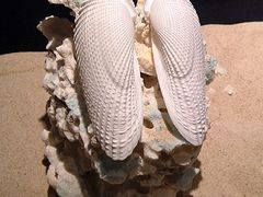 -亚龙湾中心广场·贝壳馆