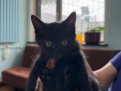 -北京观赏动物医院·24小时大型综合·猫专科·异宠专科