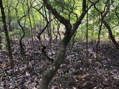 -东寨港红树林旅游区