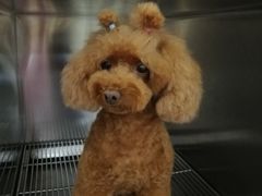 -创凡宠物医院·骨专科  猫科中心(西乡分院)