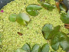 -羊亭河湿地公园