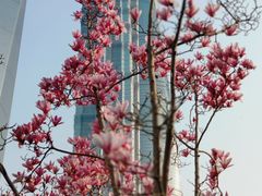 -陆家嘴中心绿地