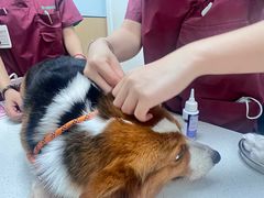 -瑞派康怡24h宠物医院·犬猫医疗中心·微创绝育(瑞景分院)