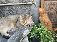 -喵屿·大理花园猫咖