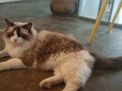 -喵屿·大理花园猫咖