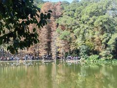 -深圳仙湖植物园
