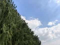 -贡湖湾湿地公园