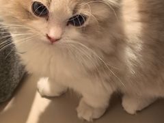 -欣宠猫屋·矮脚拿破仑·蓝金金渐层
