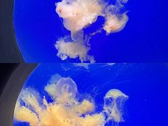 -江和美海洋公园