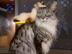 -MOCHA明星猫咖(田子坊店)