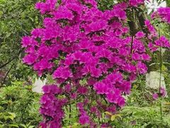 -铁山坪森林公园