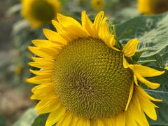 -艾溪湖湿地公园