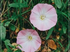 -北京大学燕东园