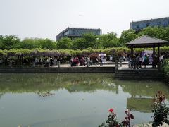 -嘉定紫藤园