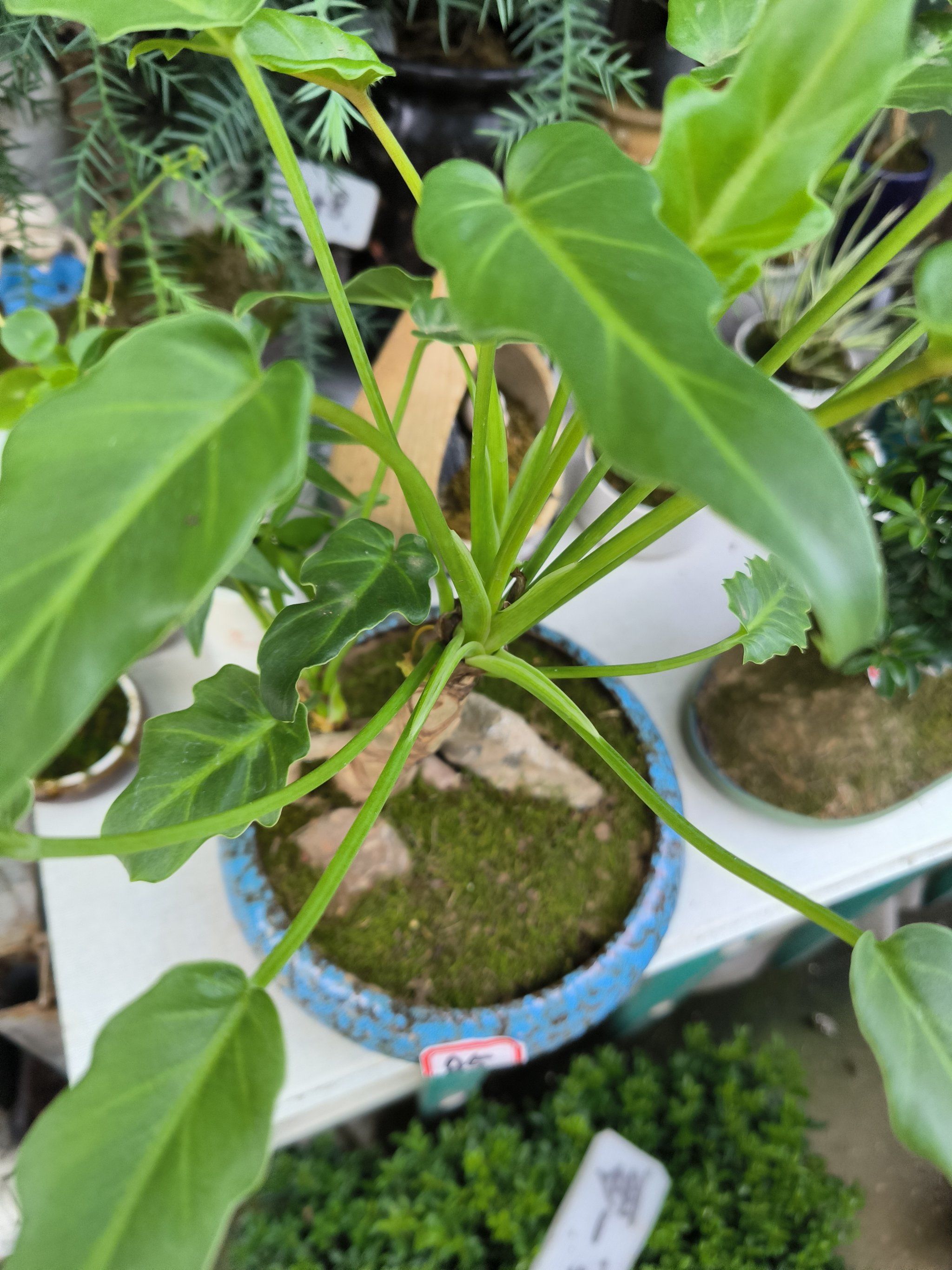 每天认识一种植物|龙鳞小天使