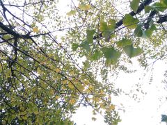 -南雄冯屋银杏山庄