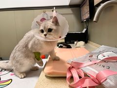 -伟伟宠物医院·瑞派猫友好医院·猫科(光谷店)