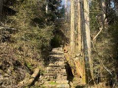 -天目山大树王景区