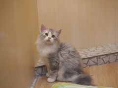 -momokira米努特·德文卷毛猫·棉花面纱犬