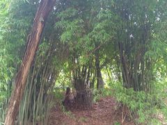 -花溪公园