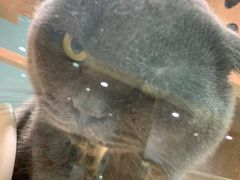 -BABIT巴比特宠物(MOMOPARK店)