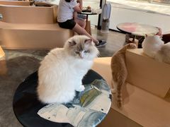 -瞄一喵猫咖(格力海岸店)