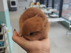 -怪兽屋·羊驼·猫咖·狗咖(俊华广场店)