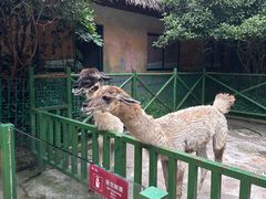-杭州野生动物世界