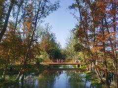 -桤木河湿地公园